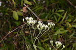 White thoroughwort